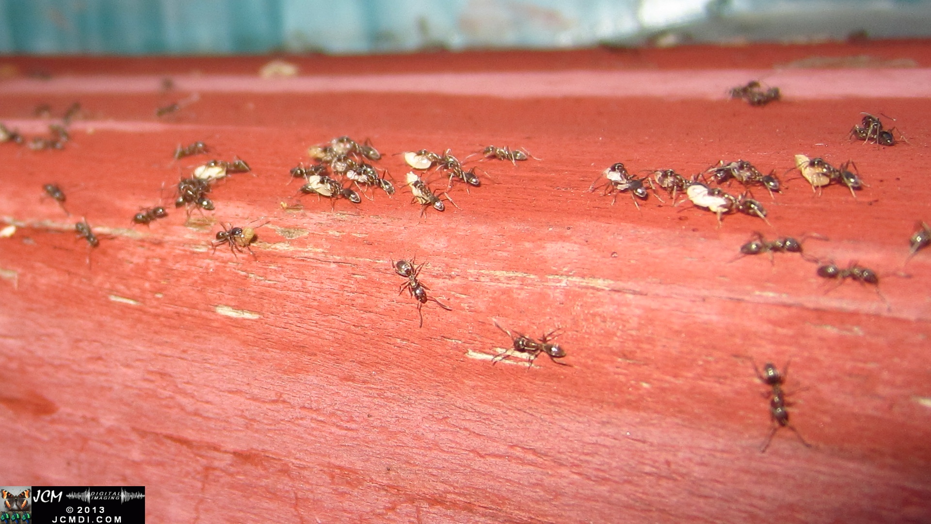 Save the Larvae! Argentine Ants abondoning flooded nest